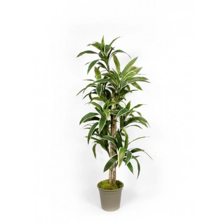 Dracena Semi-Naturale Verde  UVR  Tronco Mansanisi H 150Cm