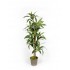 Dracena Semi-Naturale Verde  UVR  Tronco Mansanisi H 150Cm