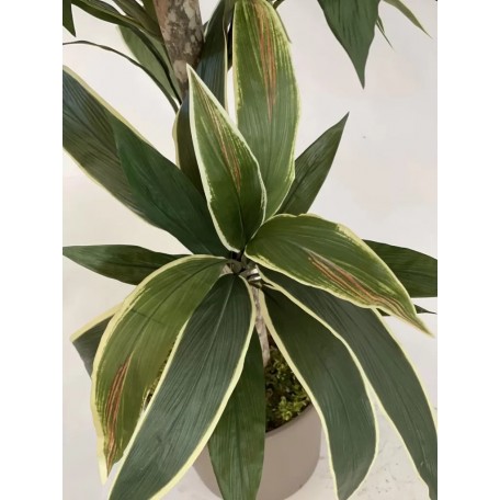 Dracena Semi-Naturale Luxe  Verde  UVR  Tronco Mansanisi H 200 cm