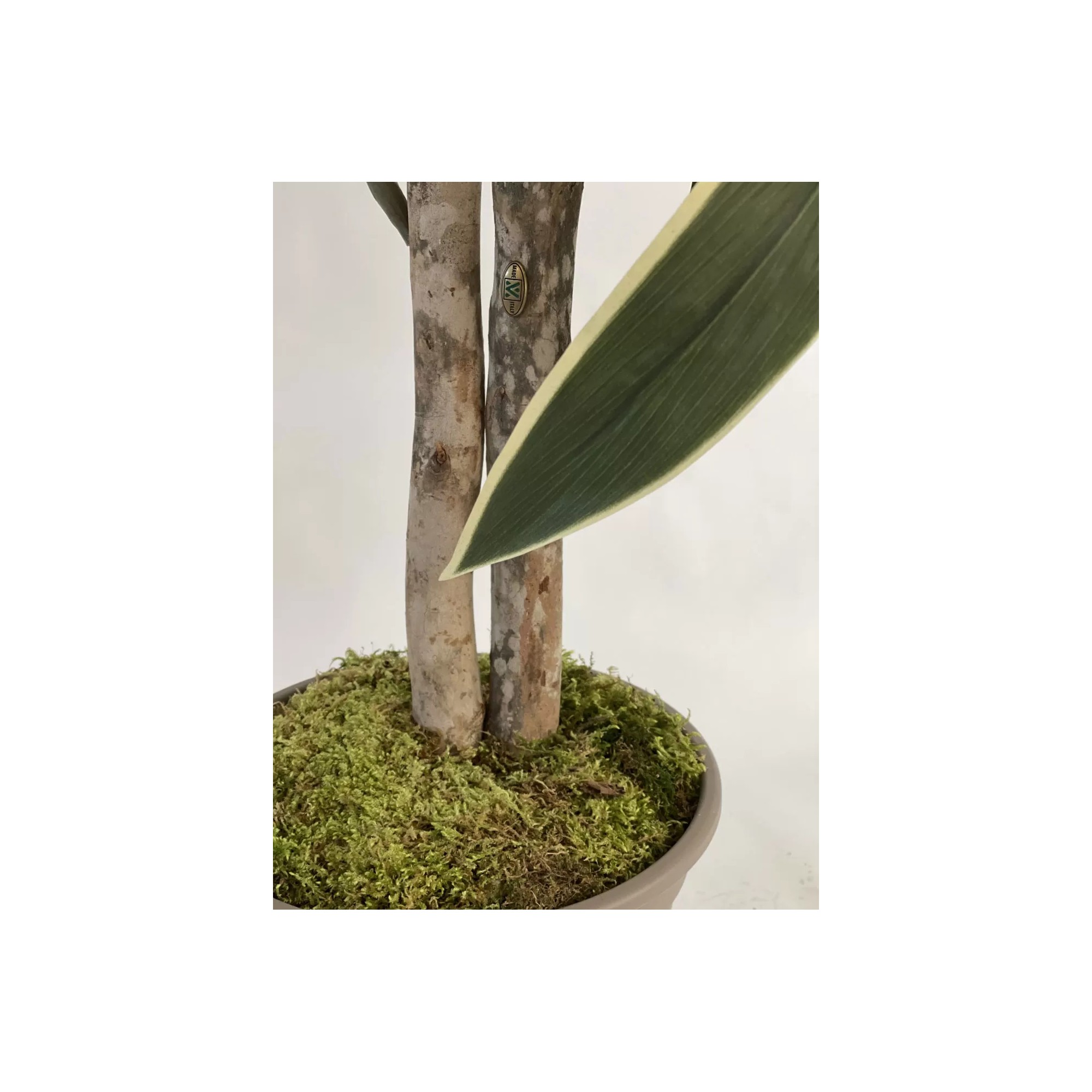 Giulia Grillo Dracena Semi-Naturale Luxe  Verde  UVR  Tronco Mansanisi H 200 cm