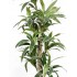Dracena Semi-Naturale Luxe  Verde  UVR  Tronco Mansanisi H 200 cm