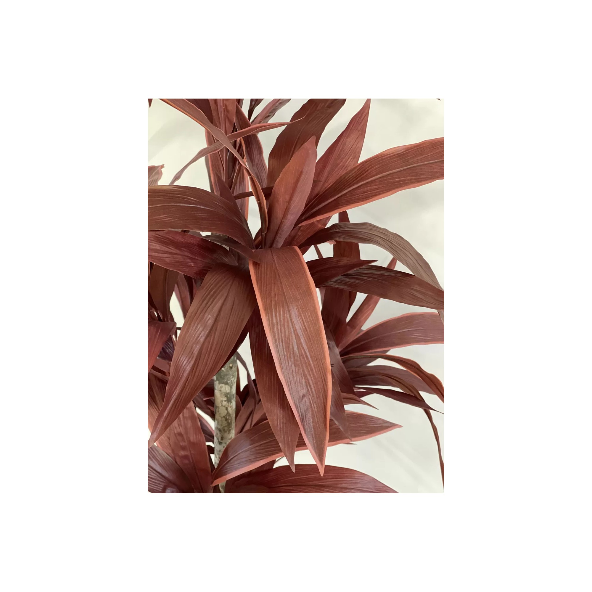 Giulia Grillo Dracena Semi-Naturale Rossa  UVR  Tronco Mansanisi H 150cm