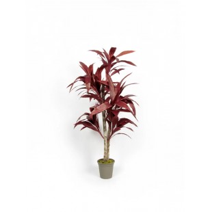 Dracena Semi-Naturale Rossa...