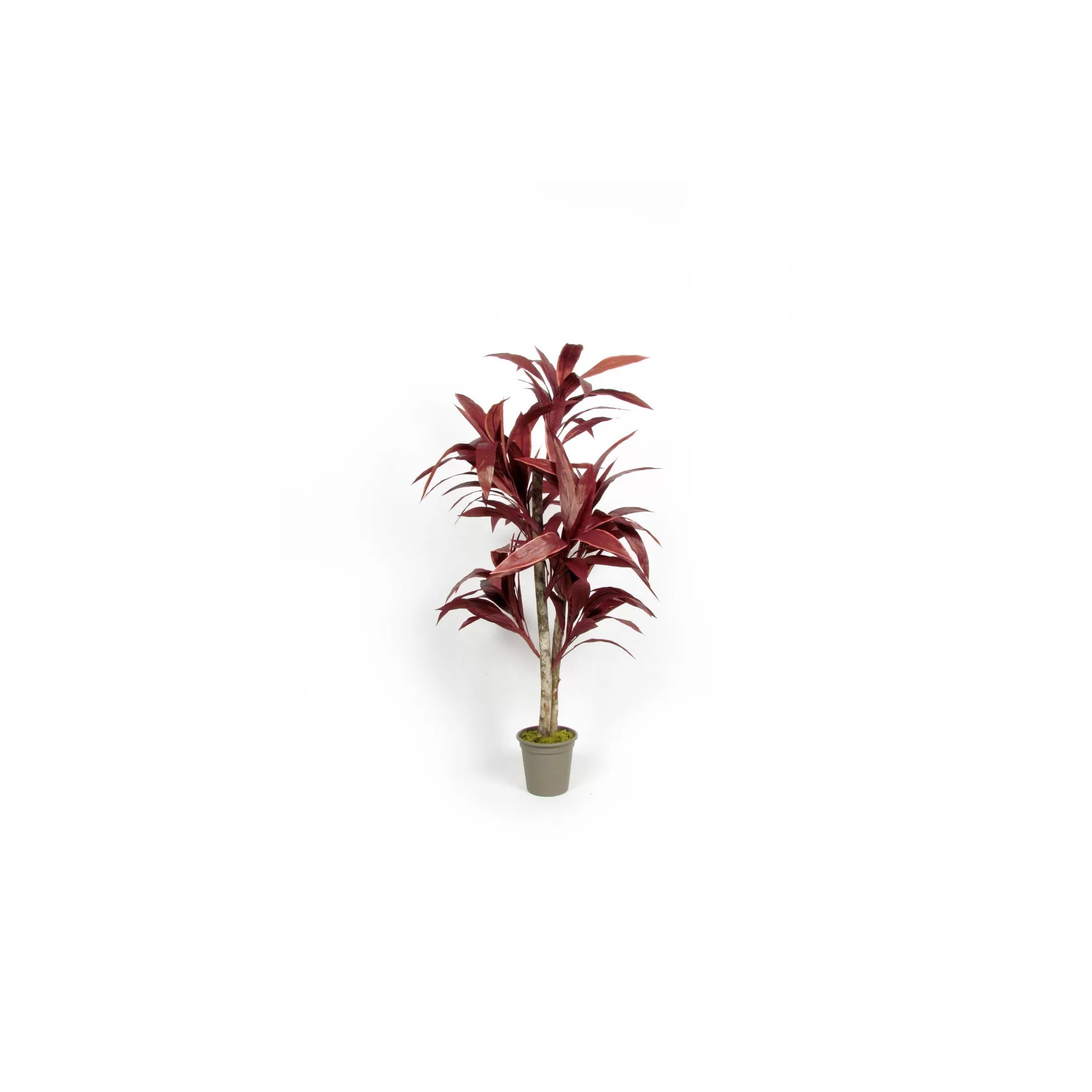 Giulia Grillo Dracena Semi-Naturale Rossa  UVR  Tronco Mansanisi H 150cm