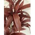 Dracena Semi-Naturale Rossa  UVR  Tronco Mansanisi H 200 cm