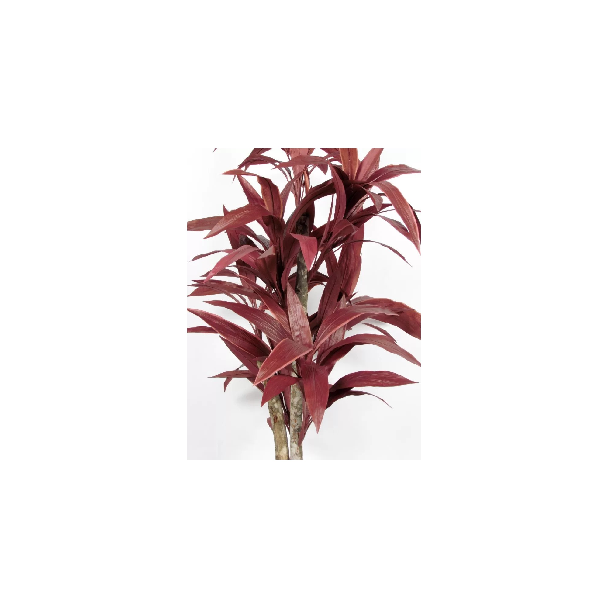 Giulia Grillo Dracena Semi-Naturale Rossa  UVR  Tronco Mansanisi H 200 cm