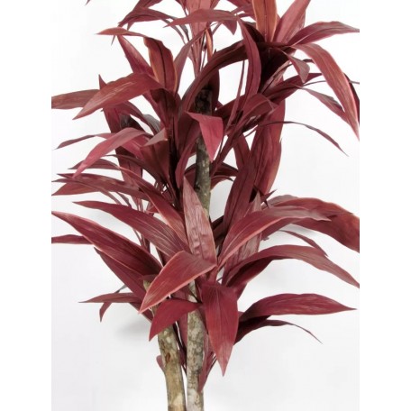Dracena Semi-Naturale Rossa  UVR  Tronco Mansanisi H 200 cm