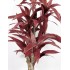Dracena Semi-Naturale Rossa  UVR  Tronco Mansanisi H 200 cm