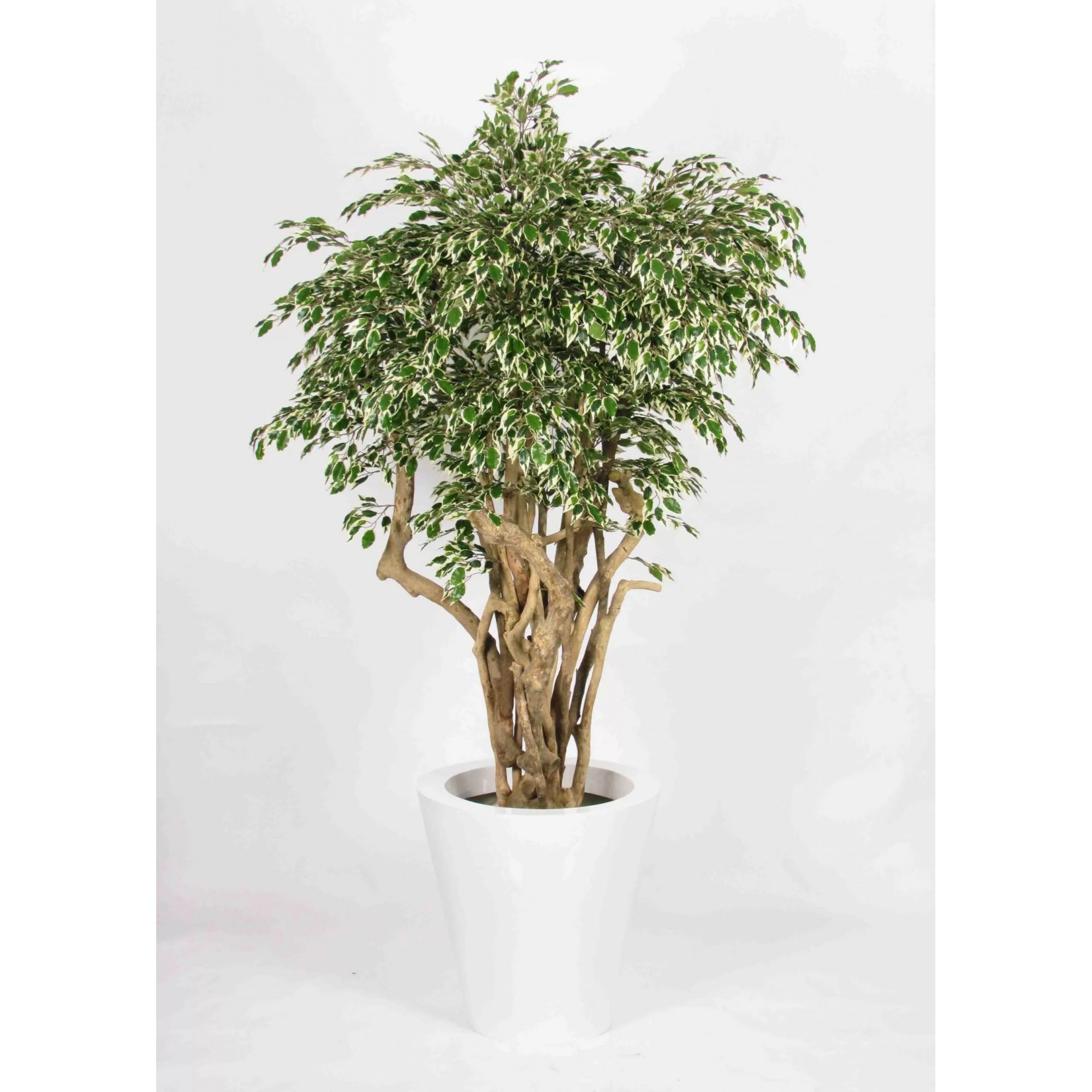 Giulia Grillo Ficus Hawaiian Seminaturale  Variegato  Tronco Tobago H 200 CM