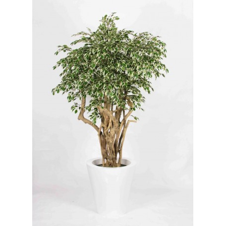 Ficus Hawaiian Seminaturale  Variegato  Tronco Tobago H 200 CM