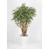 Ficus Hawaiian Seminaturale  Variegato  Tronco Tobago H 200 CM