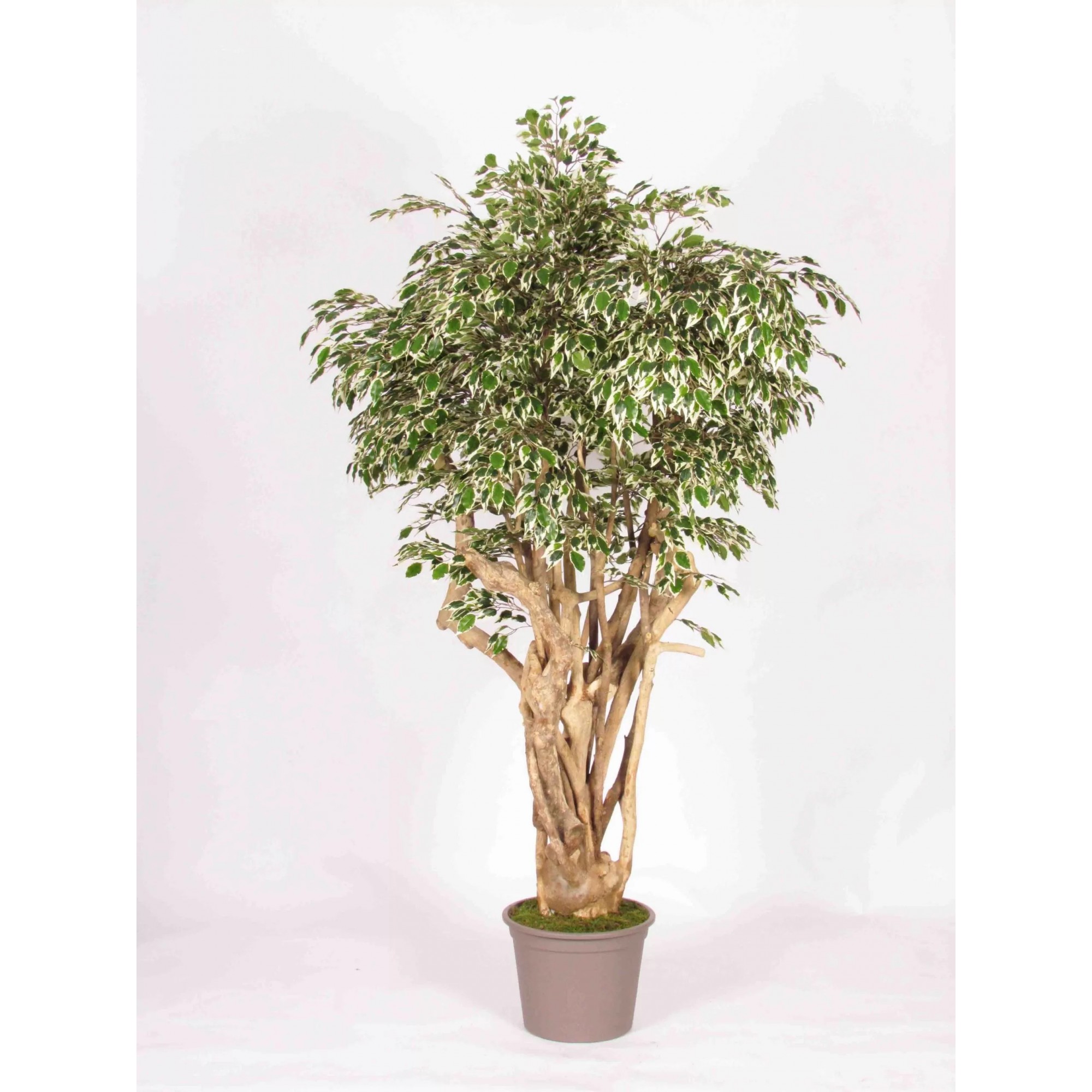 Giulia Grillo Ficus Hawaiian Seminaturale  Variegato  Tronco Tobago H 200 CM
