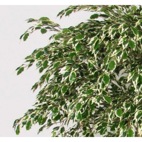 Ficus Hawaiian Seminaturale  Variegato  Tronco Tobago H 200 CM