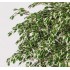 Ficus Hawaiian Seminaturale  Variegato  Tronco Tobago H 200 CM
