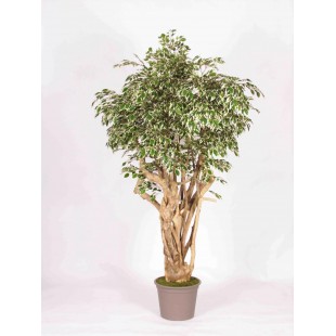 Ficus Hawaiian Seminaturale...