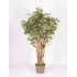 Ficus Hawaiian Seminaturale  Variegato  Tronco Tobago H 225 CM