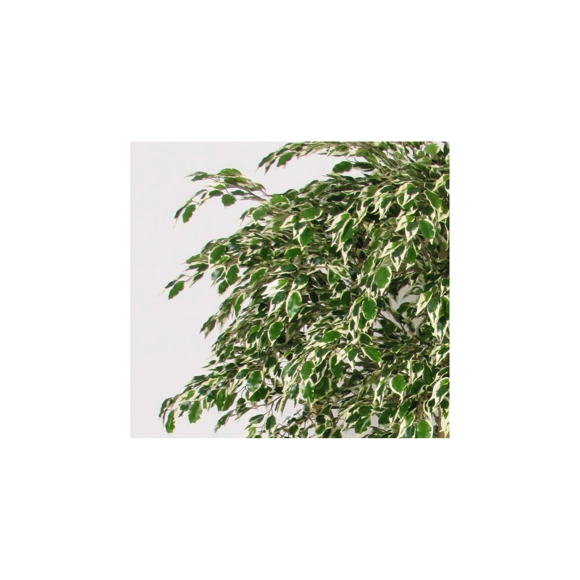 Giulia Grillo Ficus Hawaiian Seminaturale  Variegato  Tronco Tobago H 225 CM