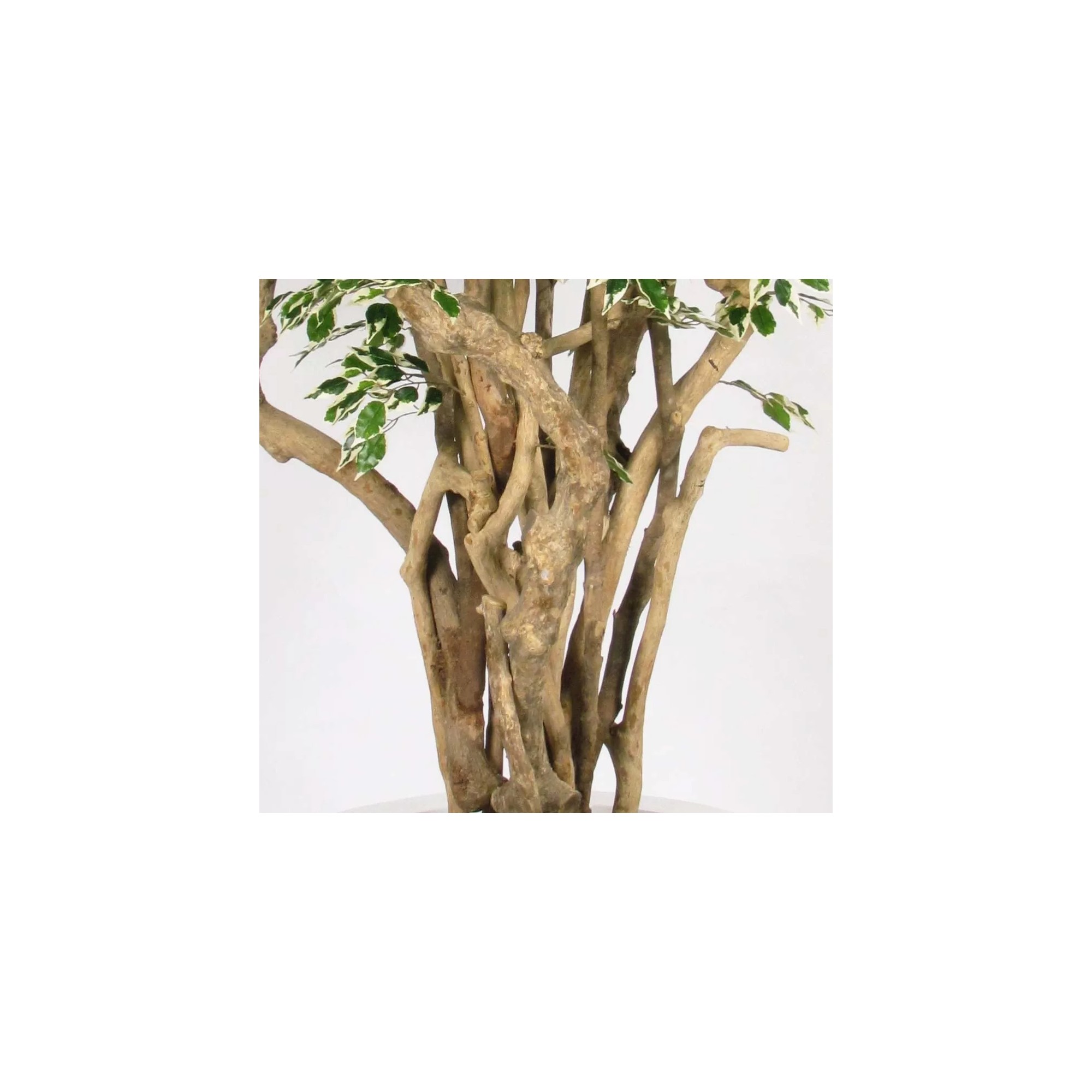 Giulia Grillo Ficus Hawaiian Seminaturale  Variegato  Tronco Tobago H 225 CM
