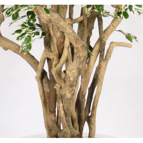 Ficus Hawaiian Seminaturale  Variegato  Tronco Tobago H 225 CM