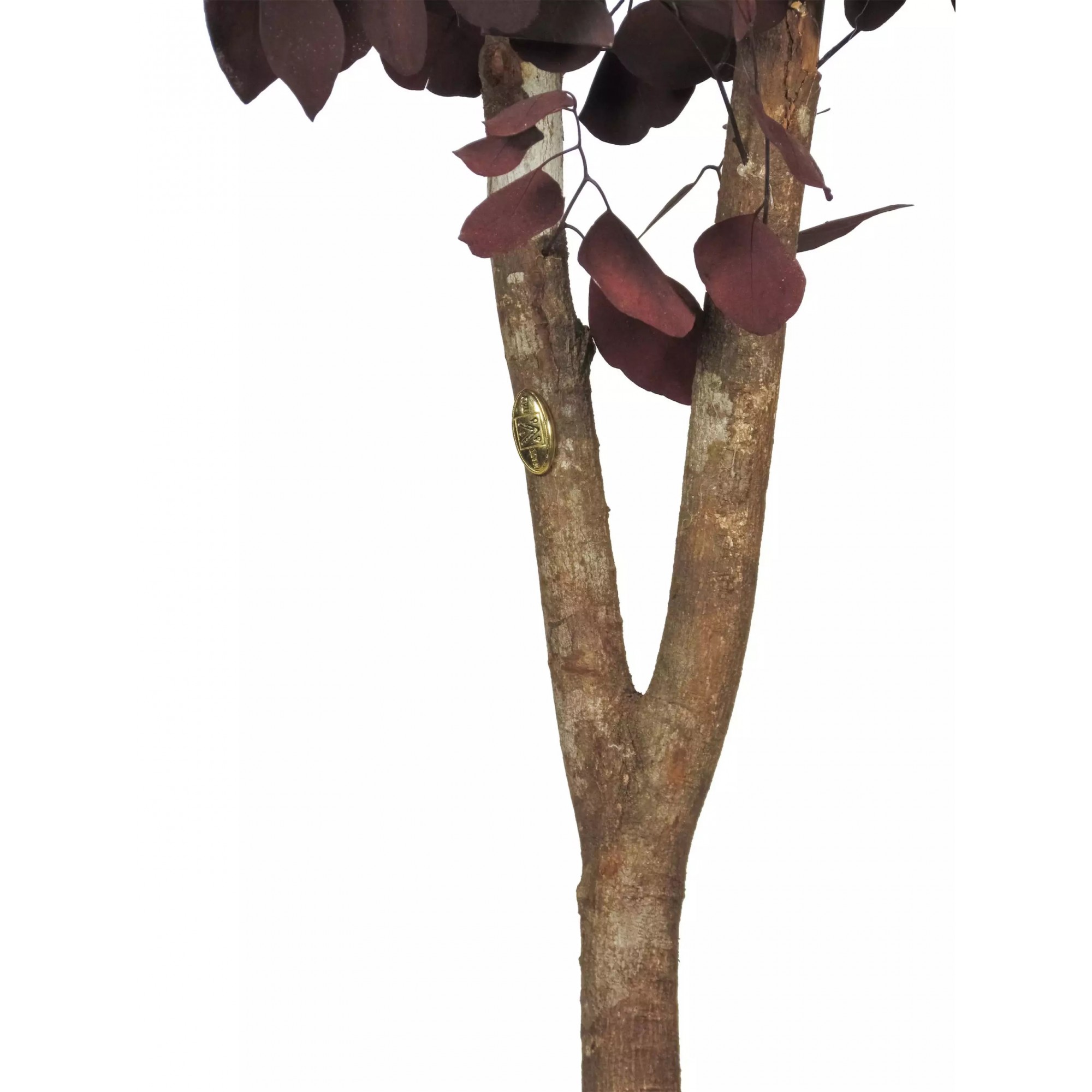 Giulia Grillo Eucalipto Populus Stabilizzato  Rosso  Tronco Mansanisi h 150 cm