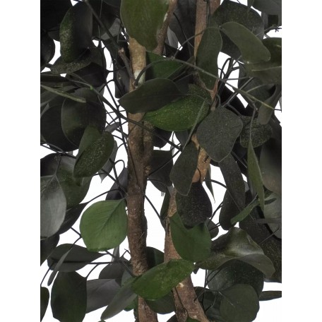 Eucalipto Populus Stabilizzato  Verde  Tronco Mansanisi h 150 cm