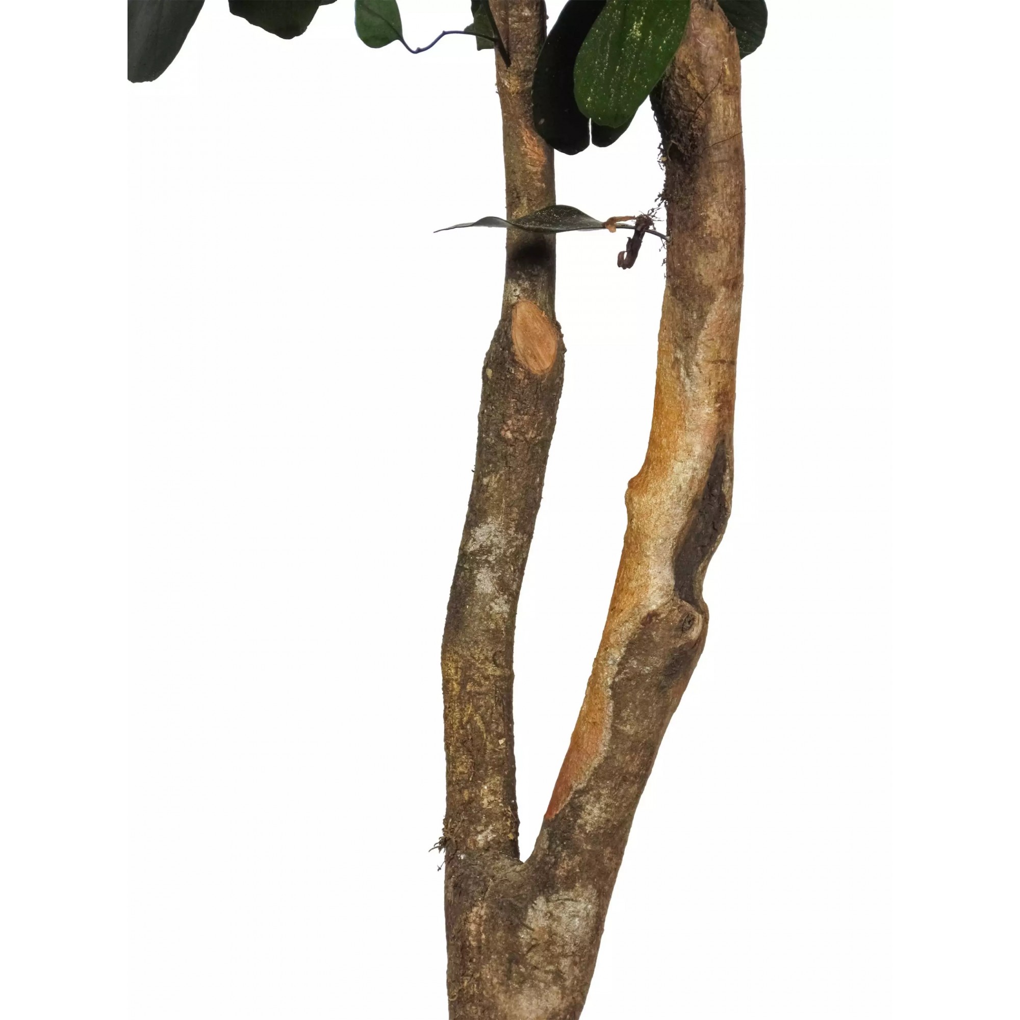 Giulia Grillo Eucalipto Populus Stabilizzato  Verde  Tronco Mansanisi h 150 cm