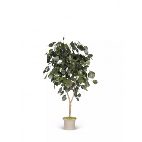 Eucalipto Populus Stabilizzato  Verde  Tronco Mansanisi H 200 cm