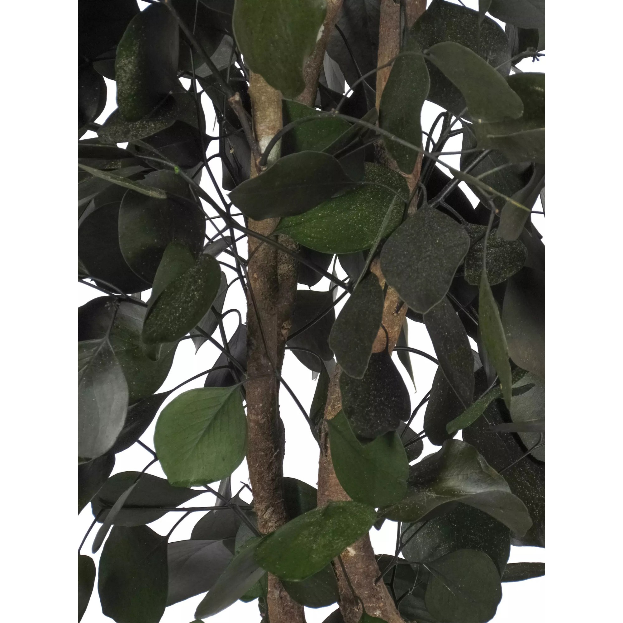 Giulia Grillo Eucalipto Populus Stabilizzato  Verde  Tronco Mansanisi H 200 cm