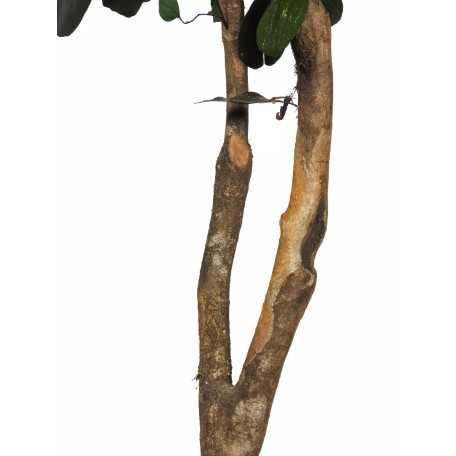 Eucalipto Populus Stabilizzato  Verde  Tronco Mansanisi H 200 cm