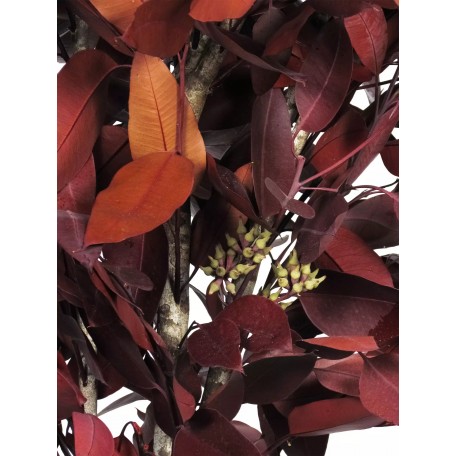 Eucalipto Robusta Stabilizzato  Rosso  Tronco Mansanisi h 120 cm