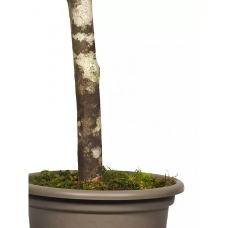 Eucalipto Robusta Stabilizzato  Verde  Tronco Mansanisi H 200 cm