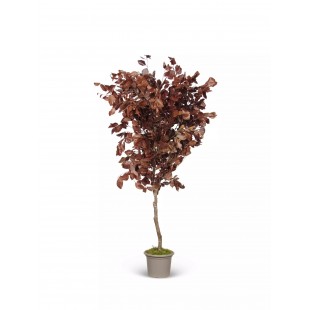 Faggio Stabilizzato  Rosso...