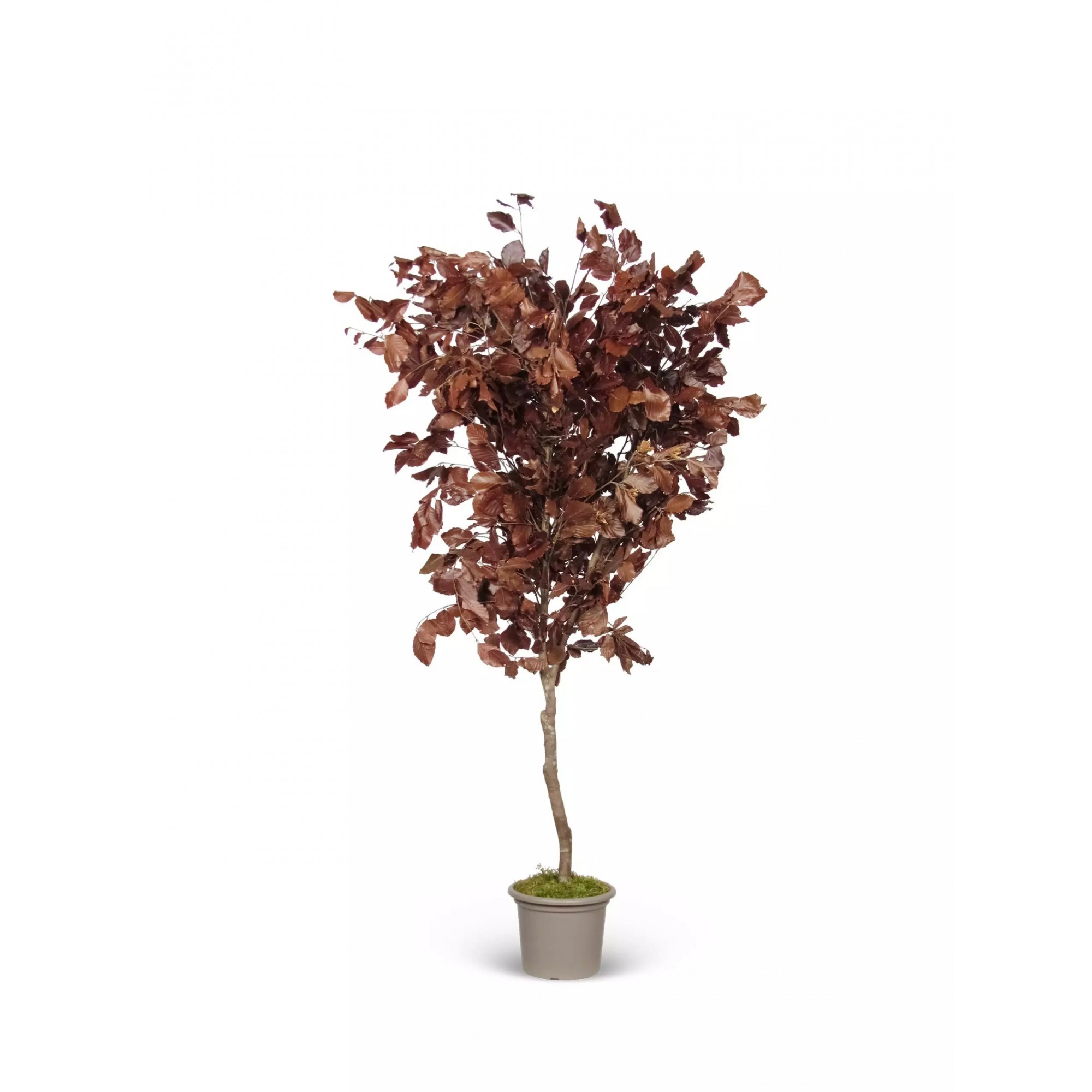 Giulia Grillo Faggio Stabilizzato  Rosso  Tronco Mansanisi h 120cm