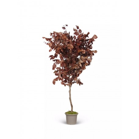 Faggio Stabilizzato  Rosso  Tronco Mansanisi h 150 cm