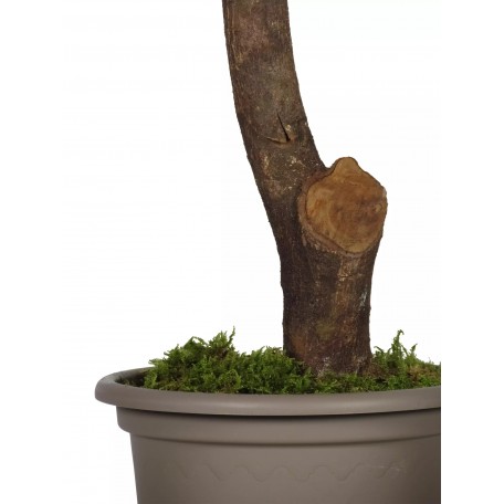 Faggio Stabilizzato  Verde  Tronco Mansanisi h 180 cm