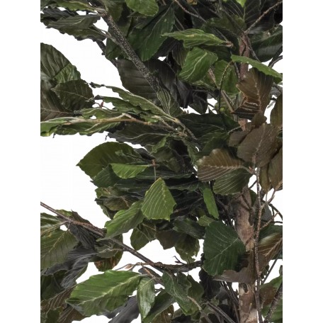 Faggio Stabilizzato  Verde  Tronco Mansanisi h 200 cm