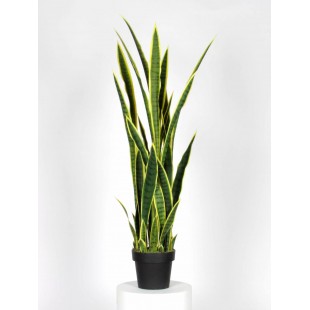 Sanseveria Artificiale...