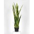 Sanseveria Artificiale  Variegata  High  UVR  H  130 cm
