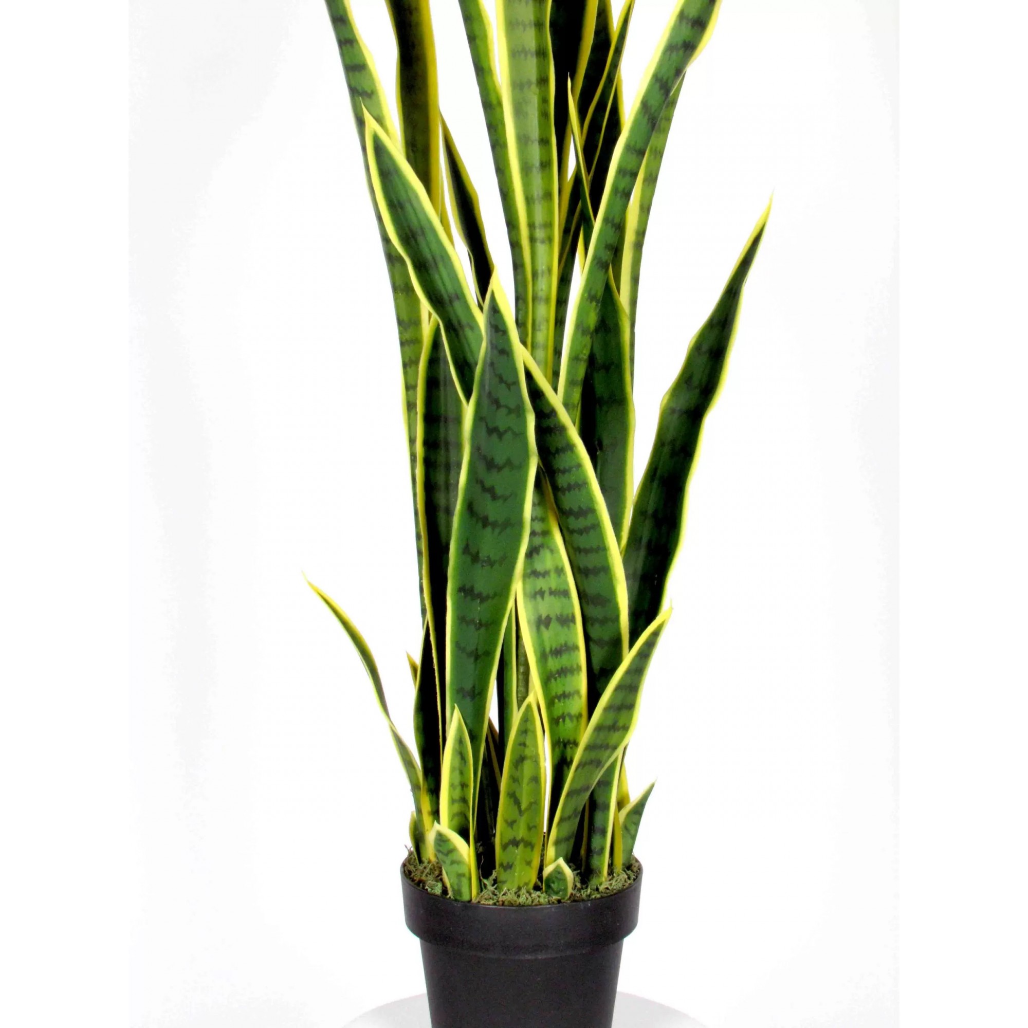 Giulia Grillo Sanseveria Artificiale  Variegata  High  UVR  H  130 cm