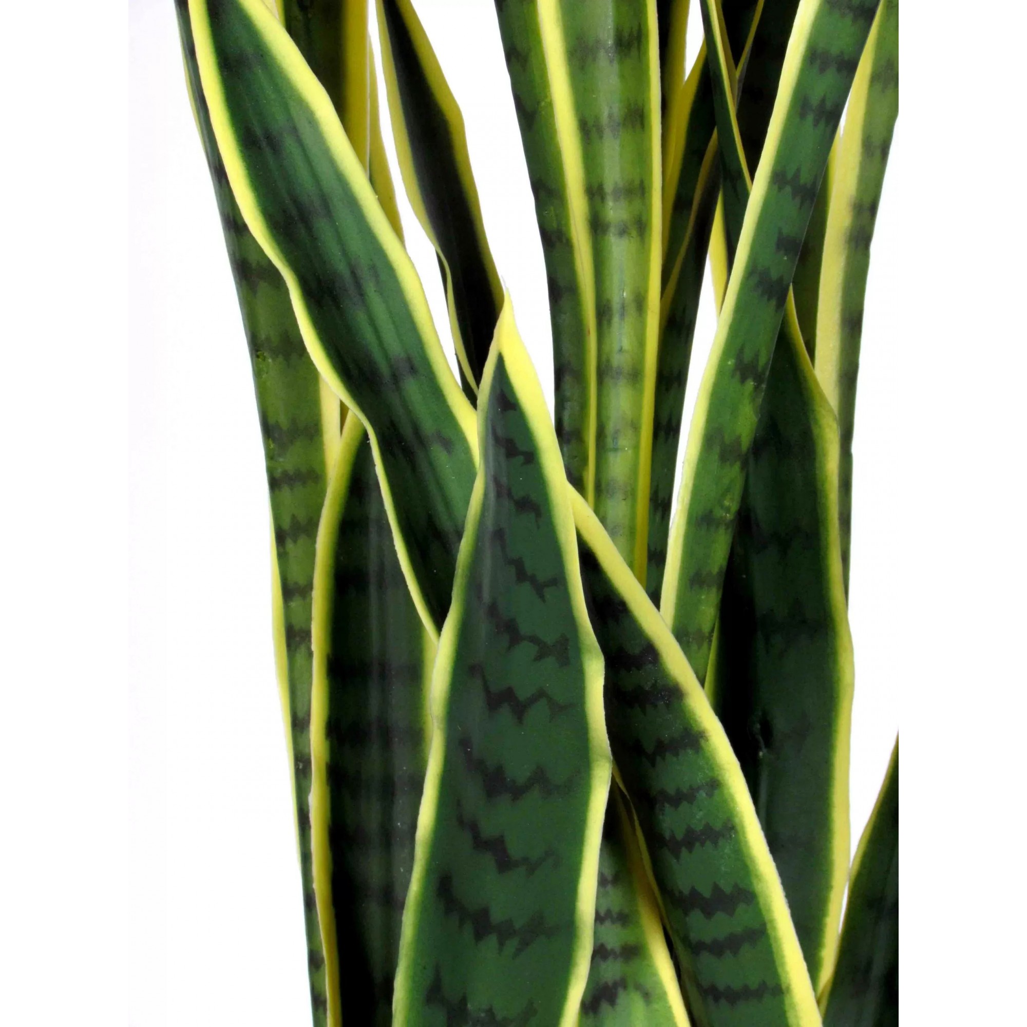Giulia Grillo Sanseveria Artificiale  Variegata  High  UVR  H  130 cm