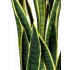 Sanseveria Artificiale  Variegata  High  UVR  H  130 cm