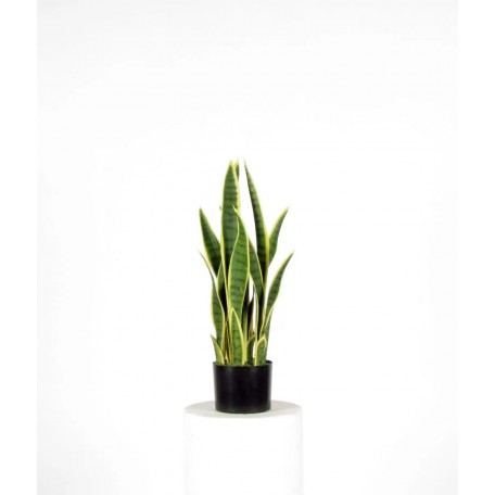 Sanseveria Artificiale  Variegata  Small  UVR  H 65 cm