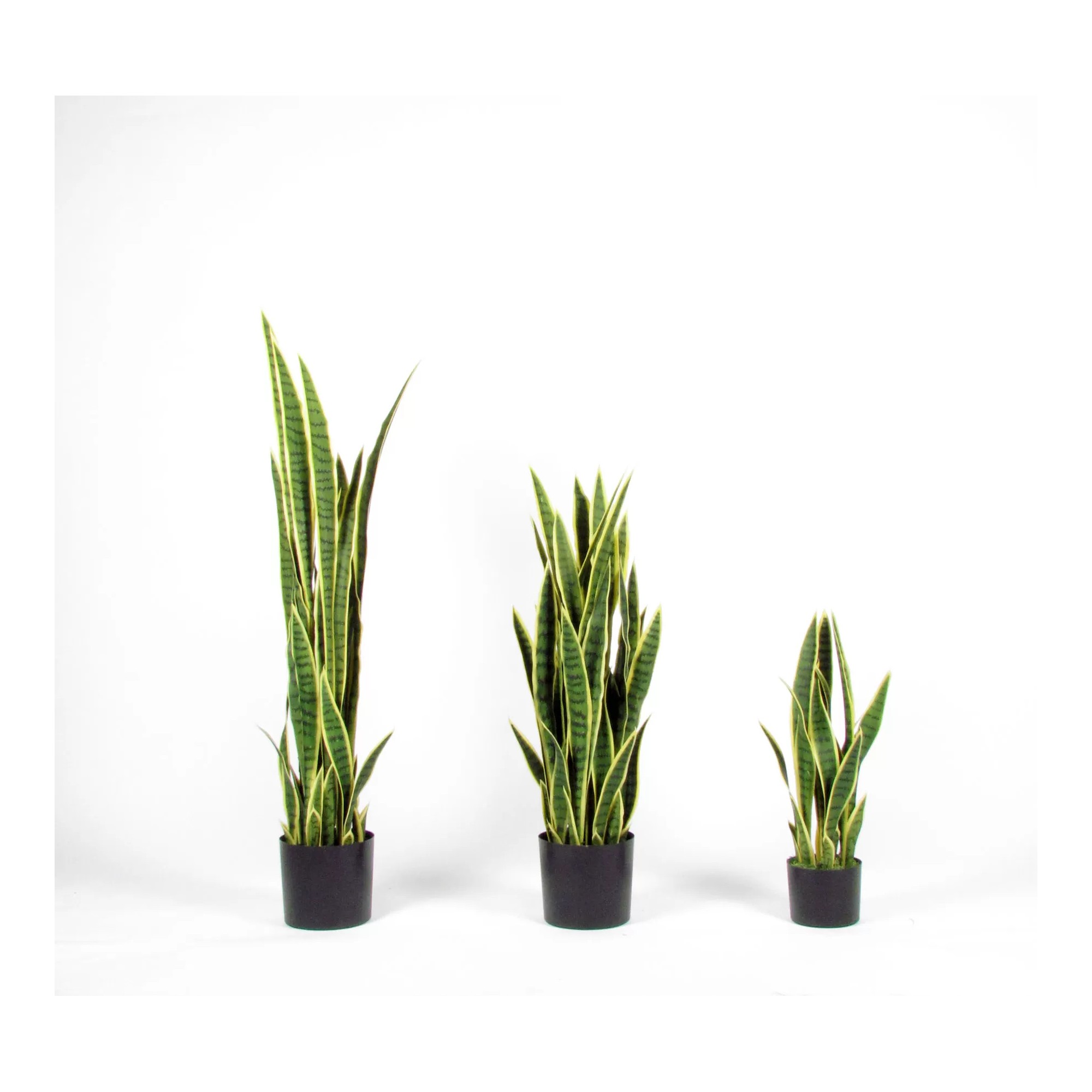 Giulia Grillo Sanseveria Artificiale  Variegata  Small  UVR  H 65 cm