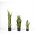 Sanseveria Artificiale  Variegata  Small  UVR  H 65 cm