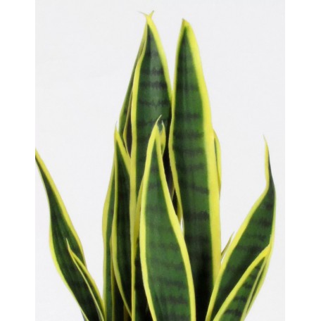 Sanseveria Artificiale  Variegata  Small  UVR  H 65 cm