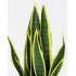 Sanseveria Artificiale  Variegata  Small  UVR  H 65 cm