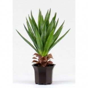 Yucca Artificiale  Verde...