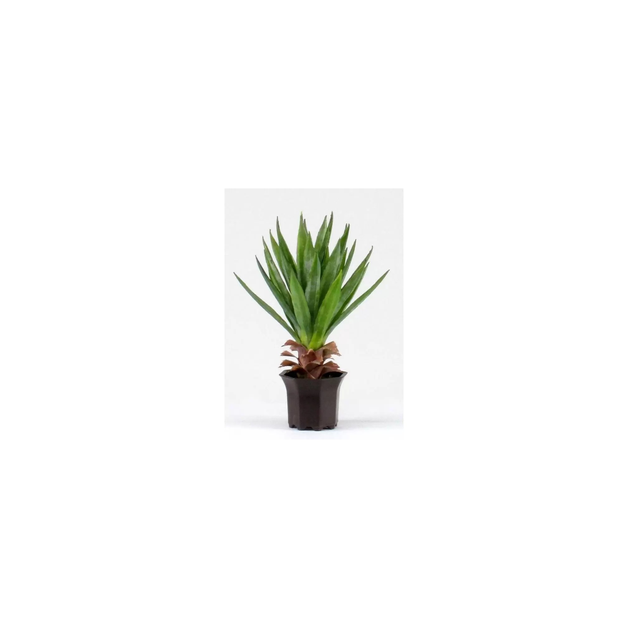 Giulia Grillo Yucca Artificiale  Verde  Small  H 50 cm