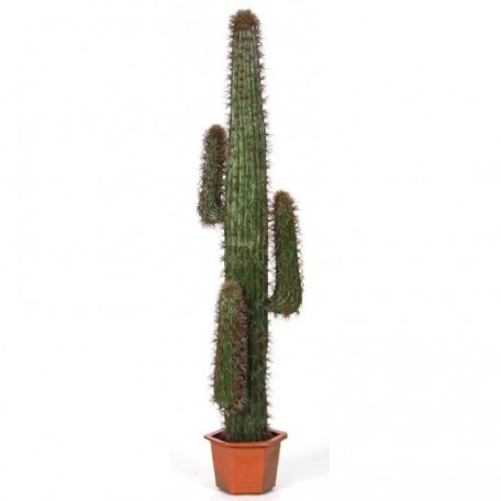 Cactus Mexico Artificiale  Verde H 230 cm
