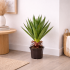 Yucca Artificiale  Verde  Small  H 50 cm